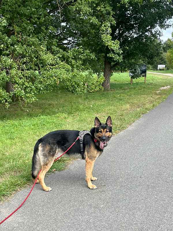 RAMSES EST UN BERGER ALLEMAND LOF DE 2 ANS IDENTIFI2 ET VACCIN2 ET 0 ADOPTER AU REFUGE SOS ANIMAUX 78 AU cHESNAY PR7S DE VERSAILLES 